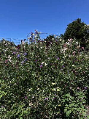 Sweet peas climbing high