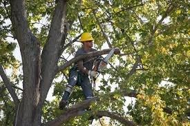 Tree Pruning