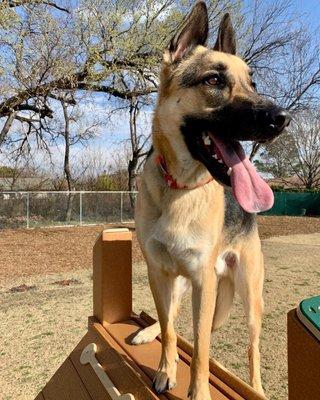 Walter on the obstacle course