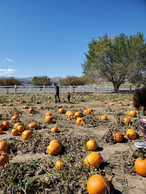 Choosing a GREAT pumpkin