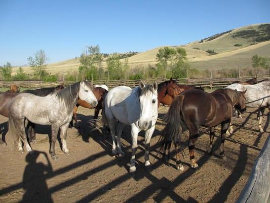 Just a few of the fabulous horses at Rocking Z!