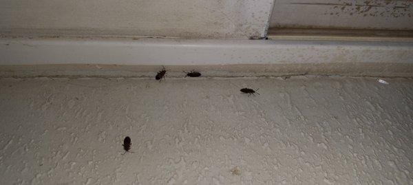 These guys are called elm seed bugs. They come out heavy in June/July. If these guys are giving you issues, give me a call. 801-815-8547