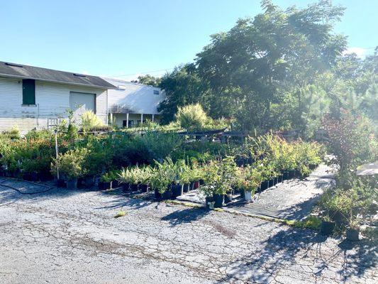 Some of the plant selection.