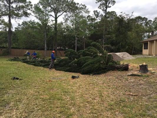 Cutting up a downed tree in Jupiter Florida