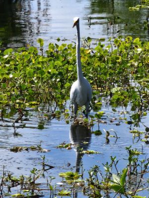 Great egret