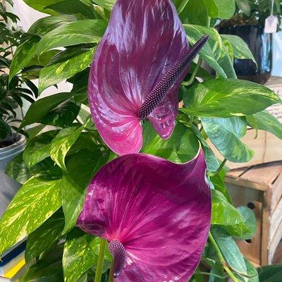 Anthurium Flowers