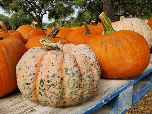 Examples of pumpkins