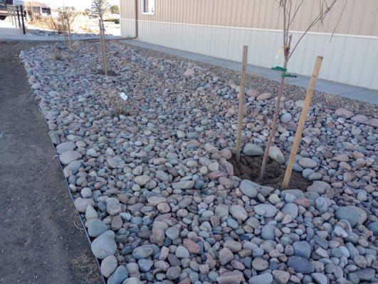 We planted 3 trees with river rocks around them with medal edging around it .