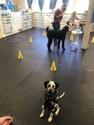 Our pup Stellah during a Level 3 class--giving me attention while another dog works on obstacles. This is super hard when you're a puppy!!!