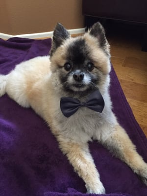 My handsome dog after a hair cut by Spotless Spot. Look at the cute bow tie!