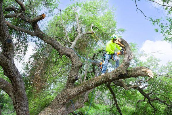 Trimming a mature tree in Austin, TX.