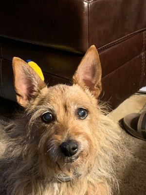 Penny, a GDHS rescue terrier