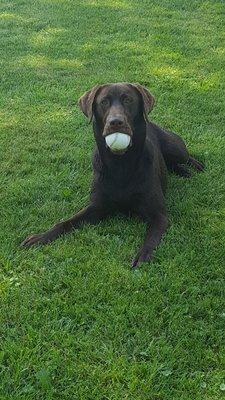 Meet our office mascot!! Bear the chocolate lab LOVES to play! We can include coverage for pets if you have an auto policy with us!