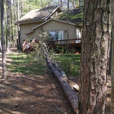 Pine tree that fell on deck during storm.