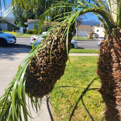 Palm bees