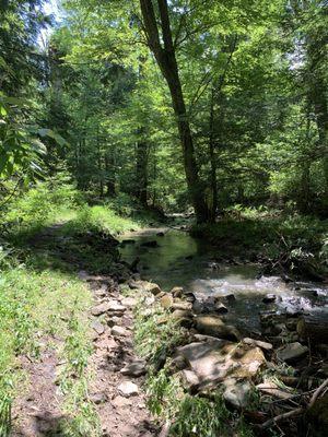 Nice little trail by the stream