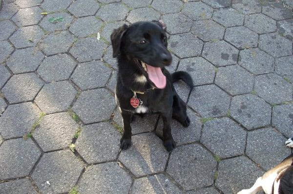 Dogs are happy at Stuyvesant Park Dog Run