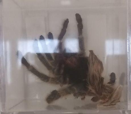 Tarantula - they also have a live one.