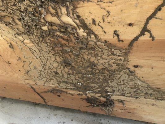 Termite damage on a work bench