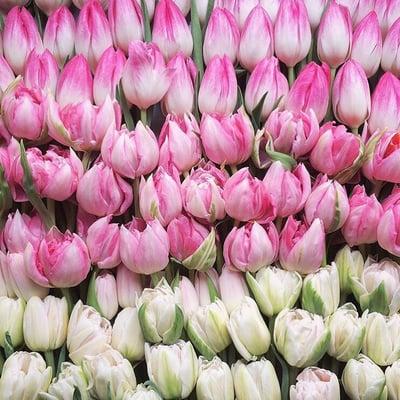 Tulips