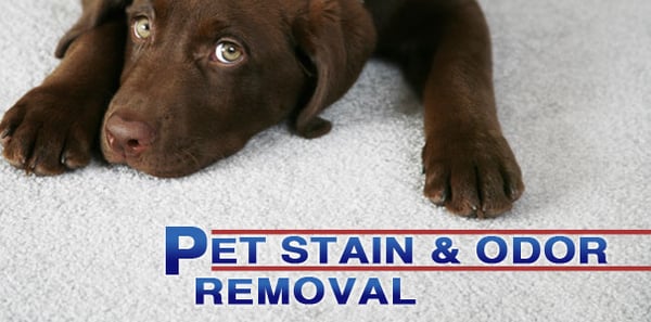 We specialize in pet odor removal