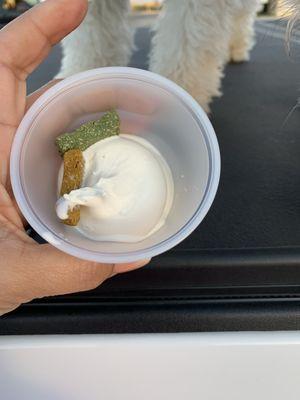 Complimentary pet ice cream for my two dogs