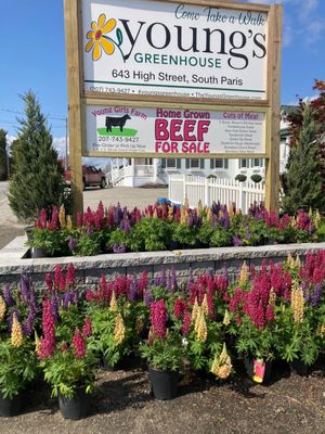 Young's Flower Shop & Greenhouse