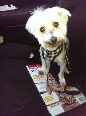 Skip after his much needed hair cut. So fresh and much happier!