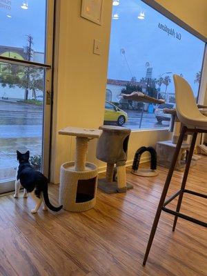 Adult cat lounge area