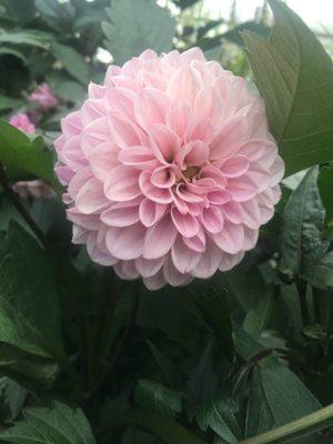 dahlia