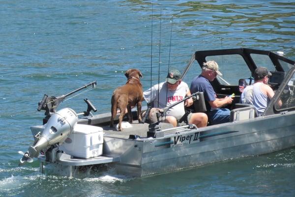 Bring your own boat and dog to Lake Oroville Marina. Credit Barbara L Steinberg