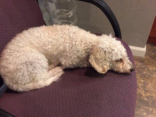 Bosco is a quiet, friendly dog who likes to nap in the chair next to patients in the waiting area.