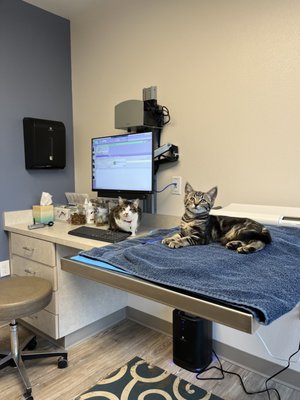 Enzo and Honey at their first vet appointment!