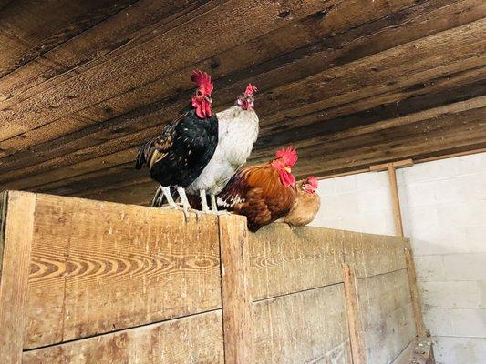 Chickens in the barn, visiting the farm