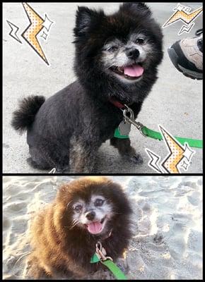 Before and After shot on our dog's groom-job.  This improved the quality of her life so much.