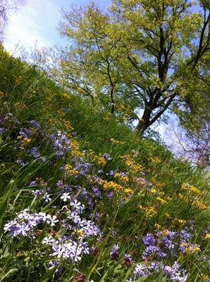 Hillside covered with spring wildflowers.