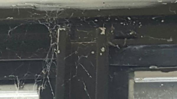 Spider webs inside the condo windows after they said they cleaned