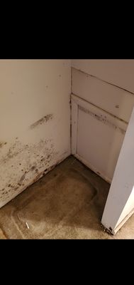 Mold from apartment being flooded