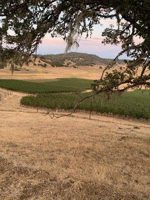 Hardin Ranch - Matthew Wallace Vineyards - Pope Valley, CA.