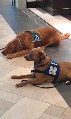 We train service dogs and therapy dogs as well.