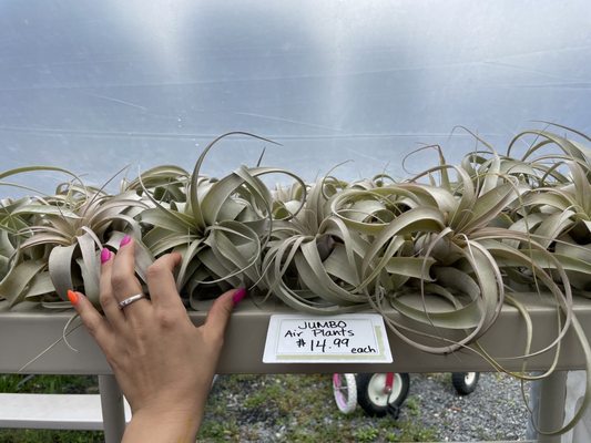 Huge Air plants!