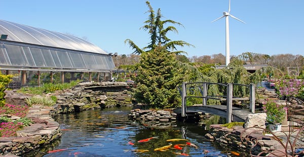 7000 gallon pond with imported koi