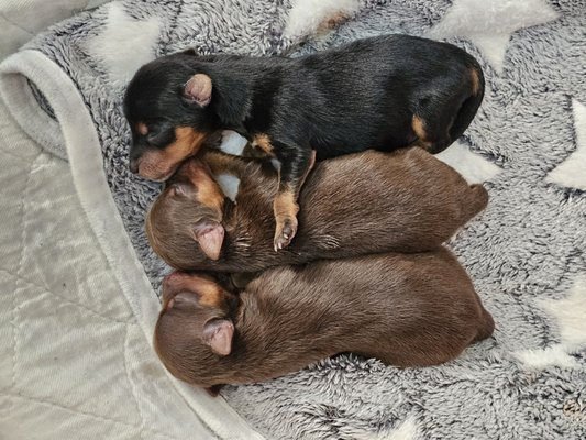 Side by side, sisters hold their brother tight, thanks to Francis Animal Clinic Dr Bekhet. They all made it through.