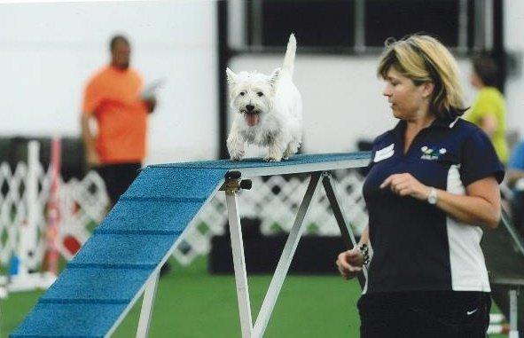 Agility Training for dogs of all breeds and sizes!