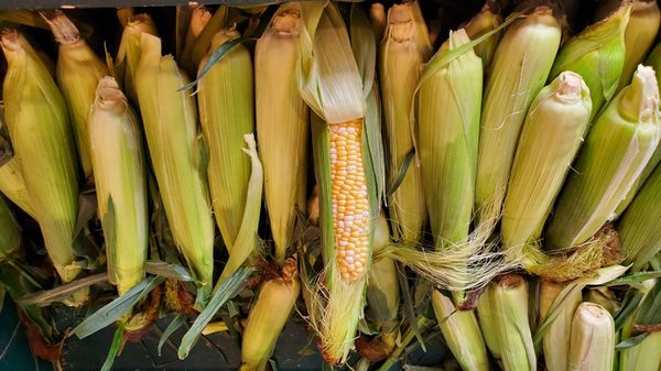 Local corn