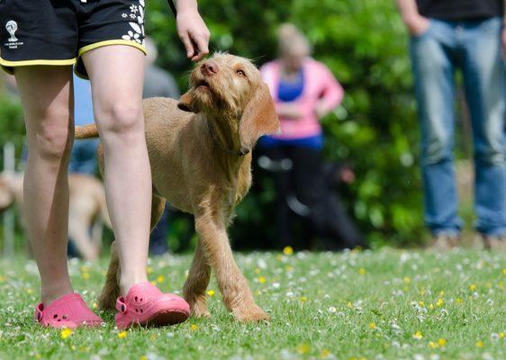 Top Tier Dog Training