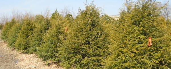 6-7' Hemlock Trees, 3/$825 installed and guaranteed