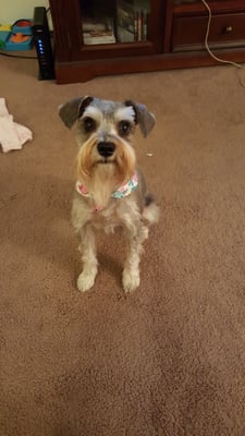 Zoey, my Miniature Schnauzer