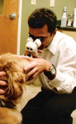 Exam by the veterinary eye specialist