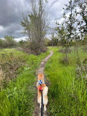 Even in the rain, we will get that walk in!